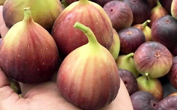 Quả 'sung khổng lồ' trồng trên sân thượng, ăn chán bán thu tiền triệu