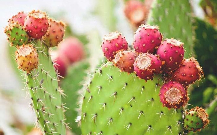 Loại quả chẳng có gì hiếm lạ ở Việt Nam, mọc khắp nơi ăn không mất tiền, thế nhưng lại được bán 300.000/hộp 6 quả ở nước ngoài