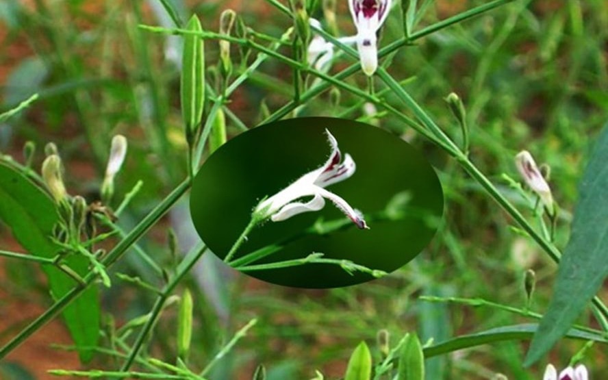 Thêm 1 sản phẩm có xuyên tâm liên quảng cáo "nổ" chữa được COVID-19