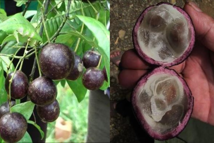 Báo động tình trạng trẻ em vùng cao ngộ độc do ăn quả Hồng Châu