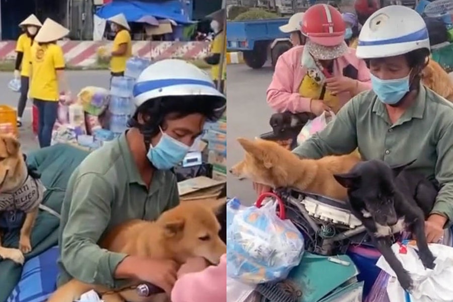 Vụ tiêu hủy 15 con chó ở Cà Mau: Vật nuôi có thể truyền virus SARS-CoV-19 sang người không? 