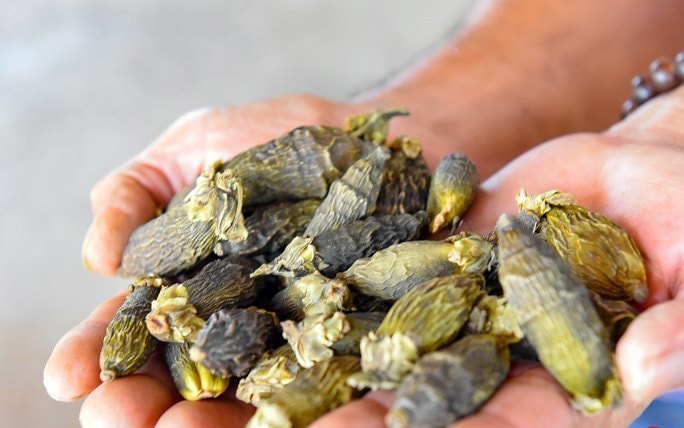 Kiếm nửa tỷ đồng nhờ luộc, sấy cau bán cho thương lái Trung Quốc