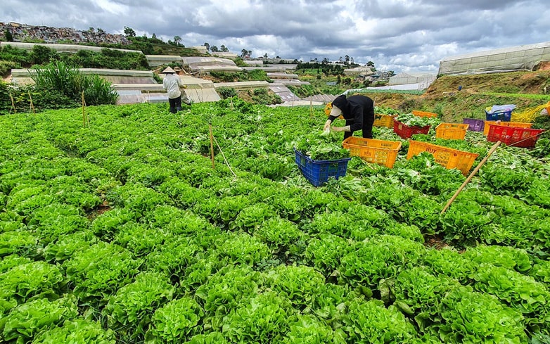 Rau, hoa Đà Lạt tăng giá 2-3 lần sau khi TP.HCM nới lỏng giãn cách