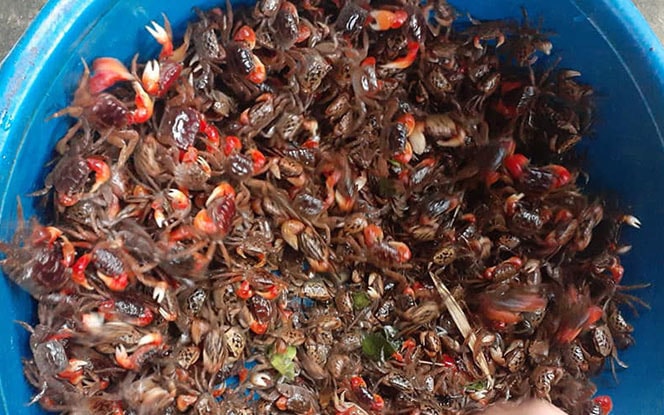 Loài 'cua' lạ chân đỏ rực lại mọc lông đang gây sốt chợ