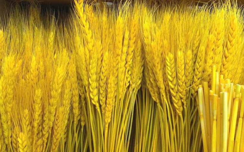 Loại bông vàng ruộm, decor sáng rực cả góc nhà, giá lại 'hạt dẻ'... dân Hà thành mê mẩn tìm chơi