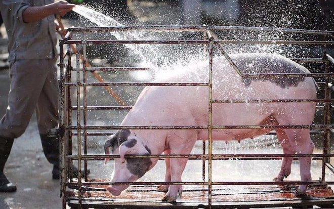 Giá lợn hơi xuất hiện mức 35.000 đồng/kg