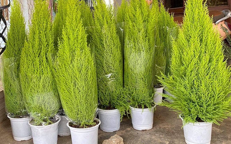 Thông Noel 'made in Vietnam' xanh chợ, giá quá rẻ dân vội chốt đơn