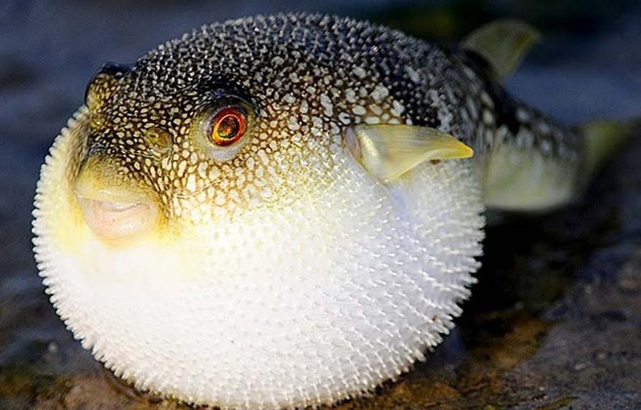 Thêm vụ ngộ độc cá nóc tử vong: Làm sao để phòng tránh?