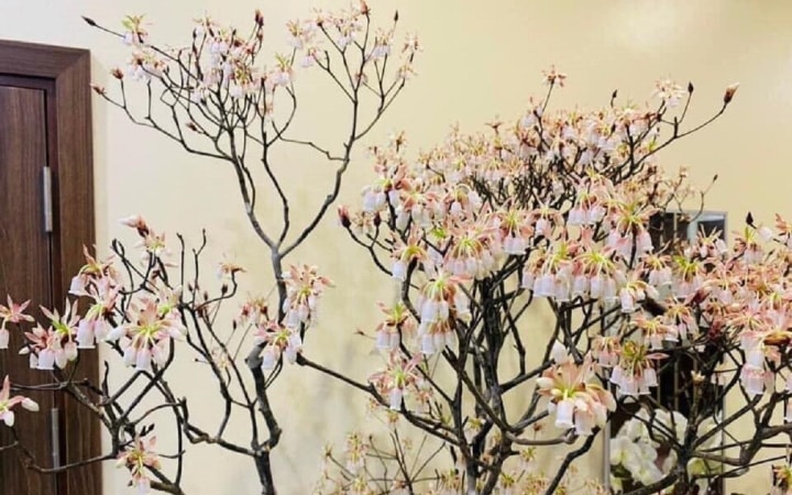 Hoa đào độc lạ, giá tiền triệu hút khách Hà thành mua trưng Tết