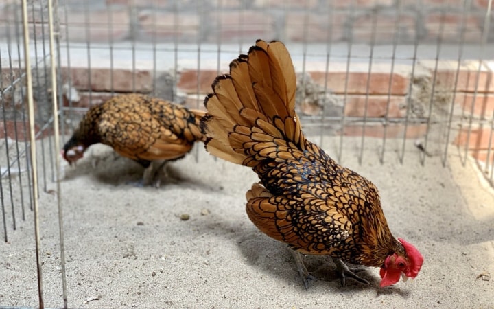 Thú chơi gà vảy cá độc lạ giá đắt đỏ