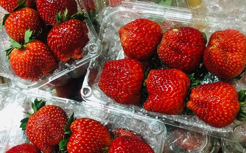 Cơn sốt dâu tây Mộc Châu, hàng vip như Tây, rẻ chưa từng có