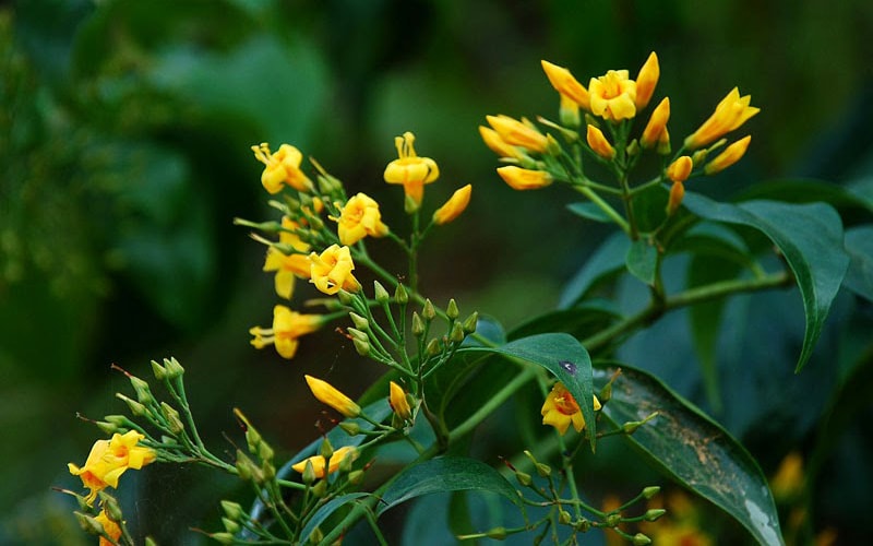 Liên tiếp những vụ ăn nhầm lá ngón tử vong: Cách nhận biết và sơ cứu khi ngộ độc