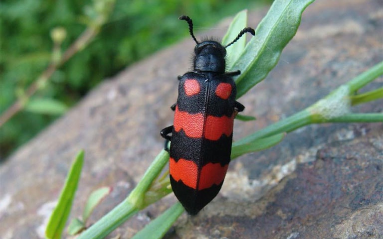 Nhiều người nhập viện, mất mạng vì sử dụng côn trùng làm thức ăn