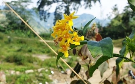 Buồn chuyện gia đình và kết quả học tập, nam sinh lớp 10 ăn lá ngón tự tử