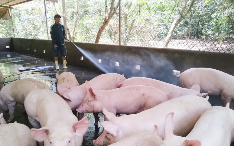 Giá heo hơi ngày 3/6/2022: Giá thức ăn tăng khiến chăn nuôi gặp khó khăn