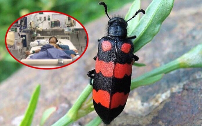 Nhiều trường hợp tử vong do ăn sâu ban miêu: Loại côn trùng này nguy hiểm như thế nào?