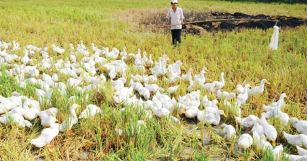 Khởi tố vụ án tổ tự quản thôn đánh chết hơn 100 con vịt của người dân