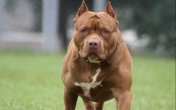 Liên tiếp nhiều vụ chó pitbull cắn chết người thương tâm
