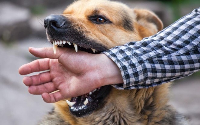 40 người tử vong vì bệnh dại kể từ đầu năm