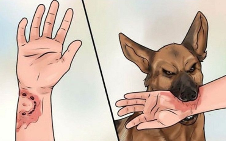 Hà Nội: Người đàn ông tử vong vì bệnh dại sau khi mổ chó