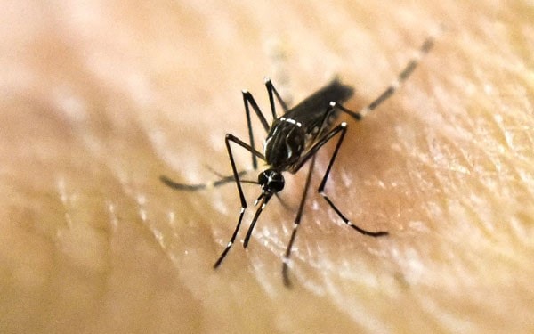 Bị muỗi vằn đốt, ngoài sốt xuất huyết cần phòng nguy cơ nhiễm bệnh sốt vàng