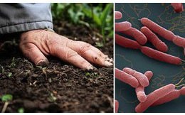 7 cách phòng bệnh vi khuẩn Whitmore