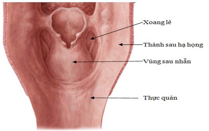 Nguyên nhân và phương pháp điều trị bệnh ung thư xoang lê