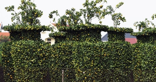 Quýt trái tim, quýt lục bình khổng lồ giá hàng chục triệu vào vụ đón Tết