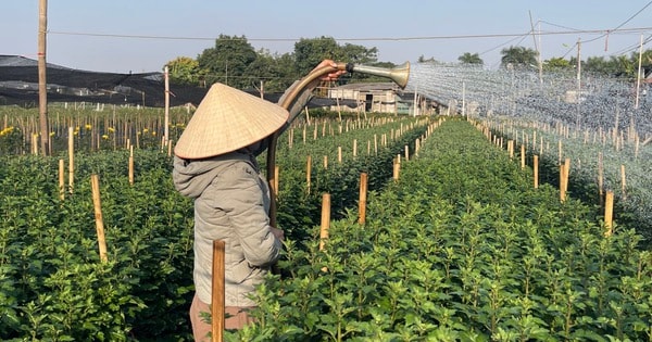 Làng hoa Tây Tựu tất bật vào vụ Tết