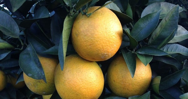 Cam Cao Phong có gì đặc biệt để xuất khẩu sang Anh?