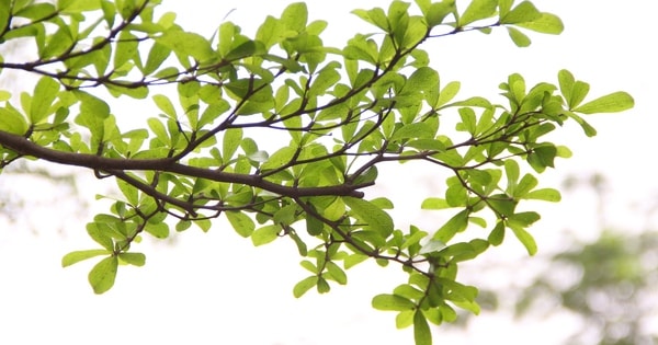 Bàng lá nhỏ "thay áo mới", giới trẻ Hà Nội đổ xô đi check-in.