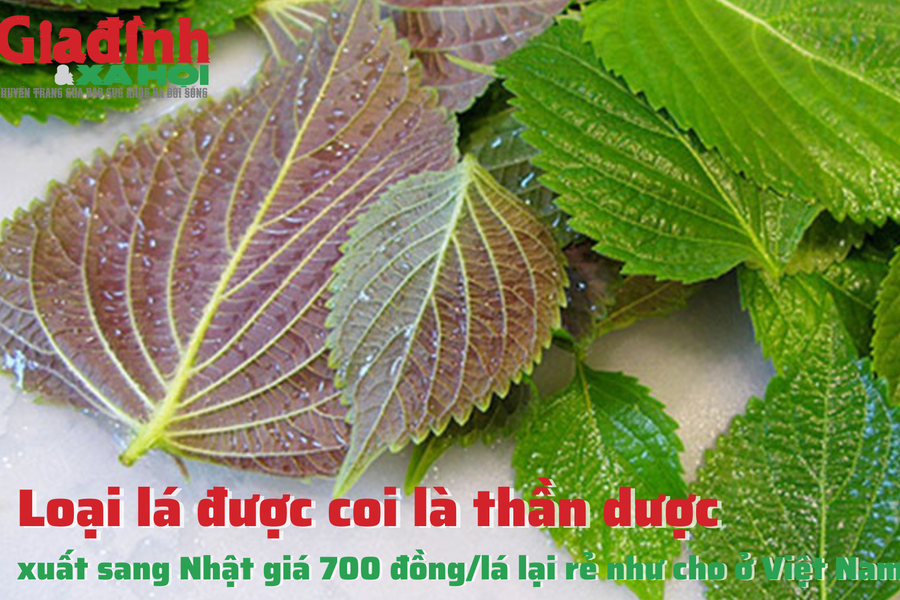 Loại lá được coi là thần dược, xuất sang Nhật giá 700 đồng/lá lại rẻ như cho ở Việt Nam