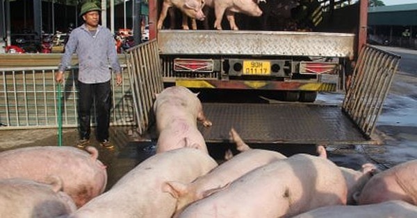 Giá heo hơi liên tục chạm đáy, người nuôi lo thất thu vụ Tết