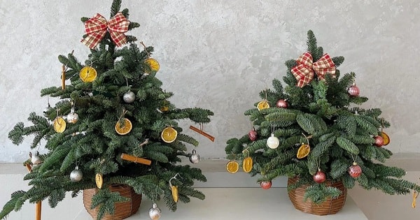 Thông tươi Noel nhập ngoại loạn giá