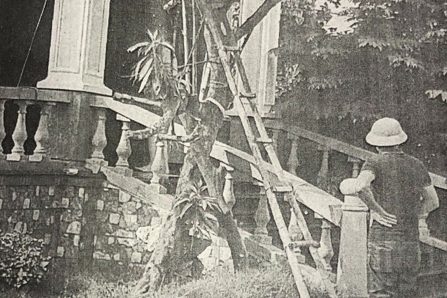 Bị phạt vì đăng bài xúc phạm người bán khi cây bị chết