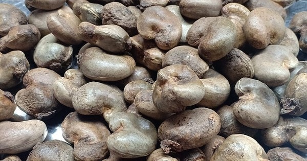 Chi 3 tỷ USD gom mua, loại hạt từ Bờ Biển Ngà đổ bộ Việt Nam