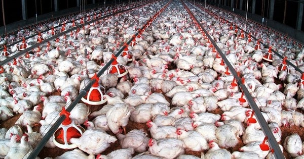 Cận Tết, triệu hộ chăn nuôi vẫn gồng lỗ, giá gà, lợn chìm sâu dưới đáy