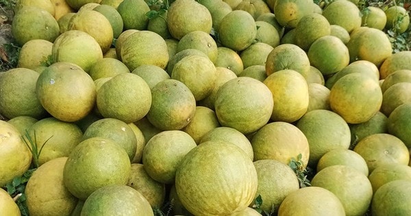 Bưởi rớt giá thảm, củ đậu 1.500-1.800 đồng/kg vẫn khó bán