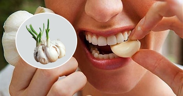 Tỏi mọc mầm đừng vứt đi, ăn theo cách này giúp ngừa bệnh đột quỵ và bệnh tim mạch hiệu quả!