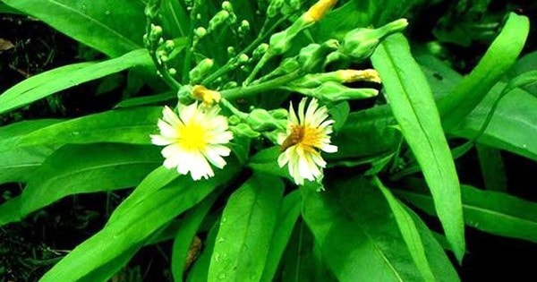 Loại rau bỏ đi vô cùng tốt cho gan, chế biến đủ món bổ gan cho ngày nghỉ dài uống rượu nhiều