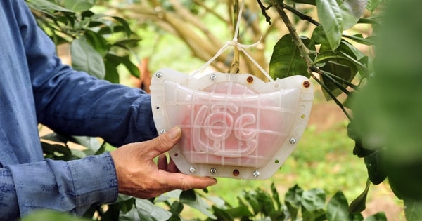 Hàng nghìn quả bưởi tạo hình Tài - Lộc đẹp mắt, có giá bán đắt đỏ nhưng vẫn 'cháy' hàng khi chưa kịp hái