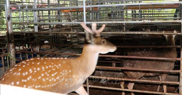 Thu nửa tỷ đồng/năm từ nuôi hươu sao dược liệu