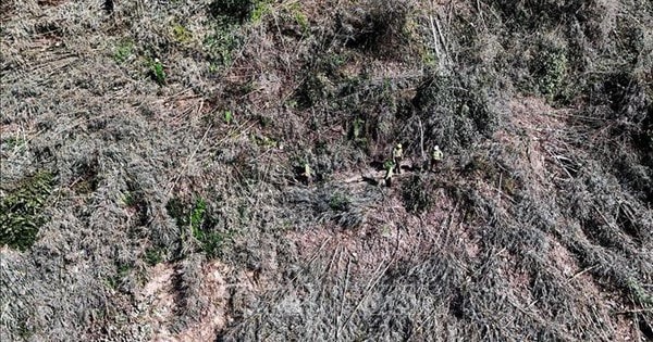 Phát hiện vụ phá rừng phòng hộ quy mô lớn tại Đắk Nông