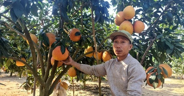 Trồng bưởi đỏ 'tiến vua' bán Tết, người dân Thanh Hóa đút túi nửa tỷ đồng