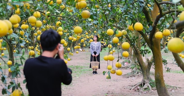 Có gì bên trong vườn bưởi ‘cổ tích’ đang thu hút hàng trăm du khách đến ‘check in’ ở Hà Nội