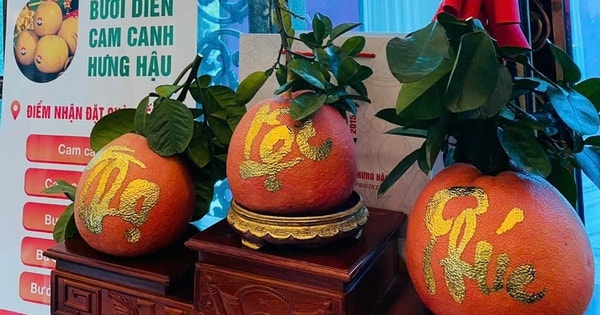 Bưởi dát vàng có gì đặc biệt mà giá gần 1 triệu đồng/quả?