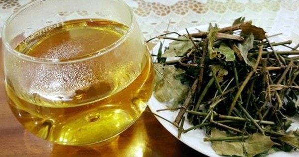 Loại thảo dược giúp đánh tan mỡ thừa, làm sạch mạch máu, người Việt nên dùng thường xuyên để phòng bệnh!