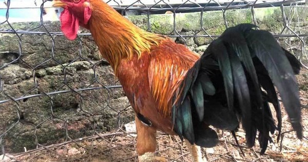 Giống gà đắt nhất Việt Nam: 50 triệu/con đại gia vẫn tranh đặt hàng