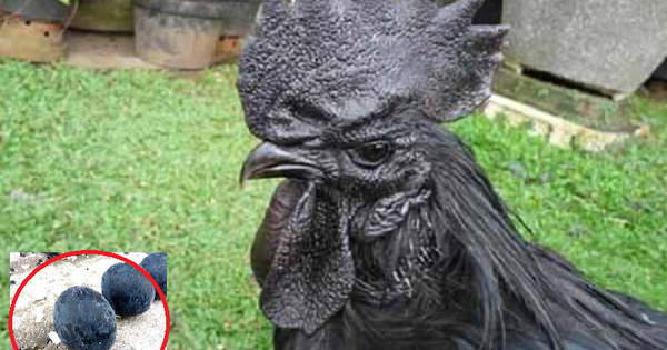 Gà mặt quỷ bán ở Việt Nam: Gây sốt giới đại gia, 100 triệu/cặp cũng không đủ để cung cấp