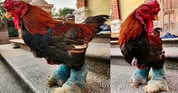 Giống gà đắt nhất Việt Nam: Được đi tất, ngủ đèn hồng ngoại, lúc nào cũng cháy hàng dịp Tết Nguyên đán